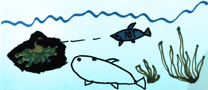 More Ocean Creatures