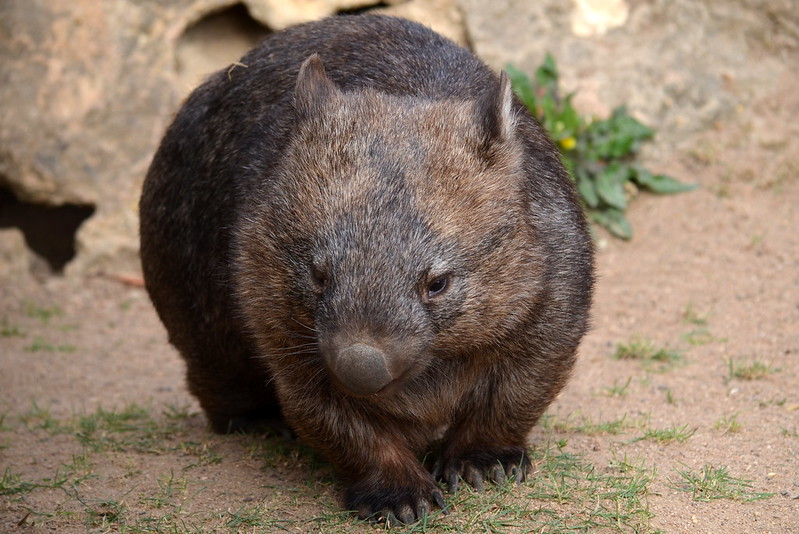 wombat